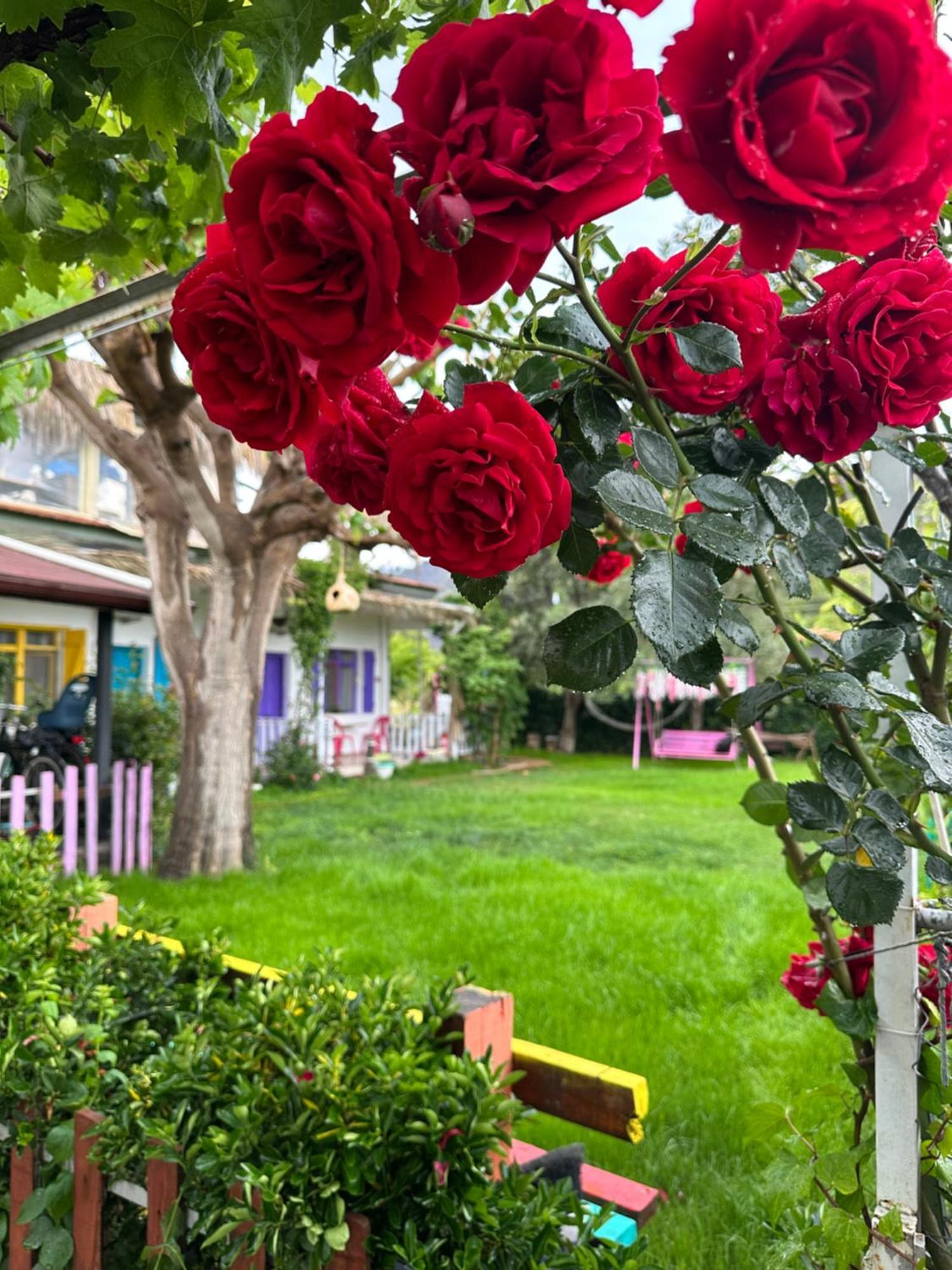 Gaya Pansiyon Cirali Kemer Exterior foto
